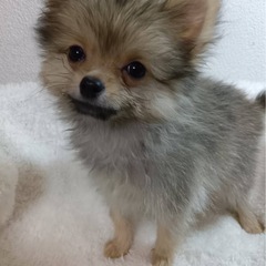 ポメラニアン男の子！パピー！ご家族募集！