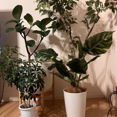 観葉植物 フェイクグリーンの画像