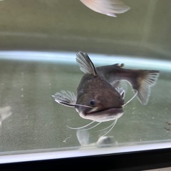 熱帯魚　バトラクス　キャットの画像