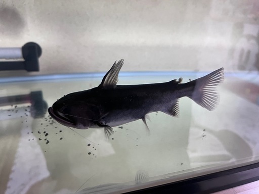 熱帯魚　バトラクス　キャット