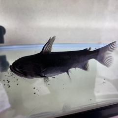 熱帯魚　バトラクス　キャットの画像