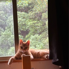 【和歌山県田辺市】10ヶ月 女の子🐾 里親募集