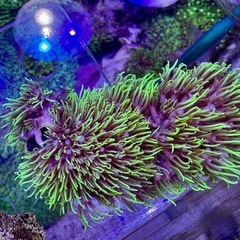 スターポリプ　フラグ品の画像