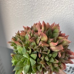 多肉植物⑦の画像