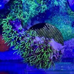 スターポリプ　フラグ品の画像