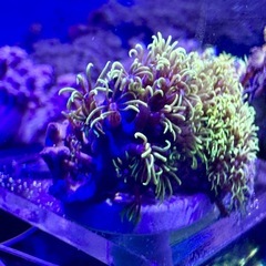 スターポリプ　フラグ品の画像