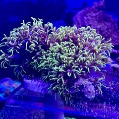 スターポリプ　フラグ品の画像