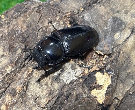 グランディスオオクワガタ♂♀♀（3匹）トリオ