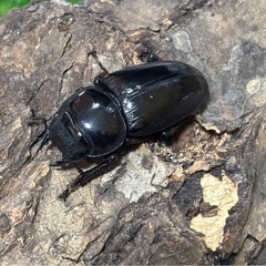 グランディスオオクワガタ♂♀♀（3匹）トリオの画像