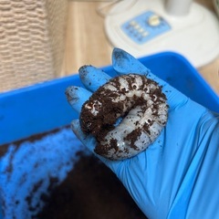 ヘラクレス・リッキー　幼虫　2匹の画像