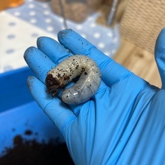 ヘラクレスオオカブト　幼虫　2匹の画像