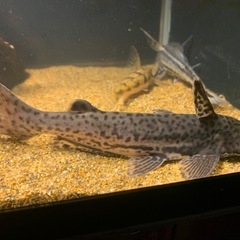ビッグヘッドレオパードドルフィンキャット ナマズ 熱帯魚の画像