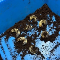 バラタスサスマタサイカブト　幼虫　7匹の画像