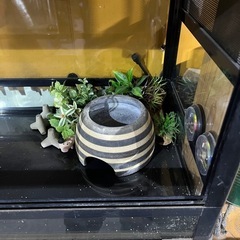爬虫類ゲージ　トカゲ　の画像