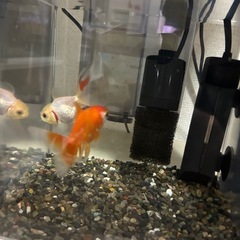 2/17まで⑥金魚2匹の画像