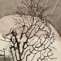 ウミウチワ　水槽　エビの画像