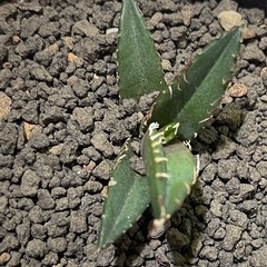 アガベ　海王No.5 サボテン、塊根植物の画像