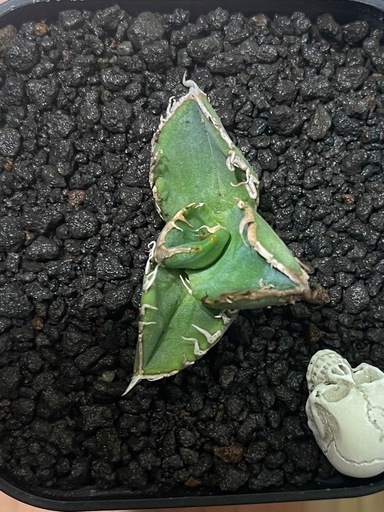 アガベ　⭐︎星空⭐︎No.6  ブツブツ系　サボテン、塊根植物