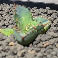 アガベ　ハデス黒帝斯 No.7 サボテン、塊根植物の画像