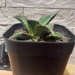 アガベ　ハデス黒帝斯No.8 　サボテン、塊根植物の画像