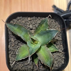 アガベ　ハデス黒帝斯No.8 　サボテン、塊根植物の画像