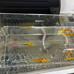 2/17までシクリッド9匹の画像