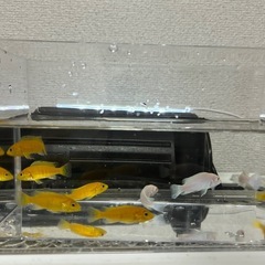 2/17までシクリッド9匹の画像