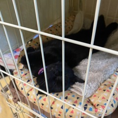 決まりました！
の画像