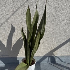 希少種 サンスベリア ムーンシャインの画像