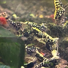 【5匹】フィッシュボーンシュリンプ　【ブラック】の画像