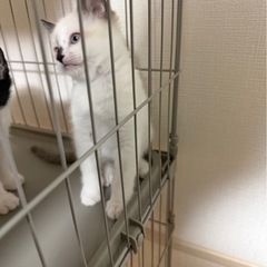 子猫 白 - 宇都宮市