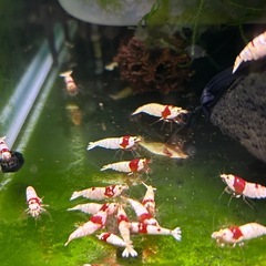 レッドビーシュリンプ【良血統】の画像