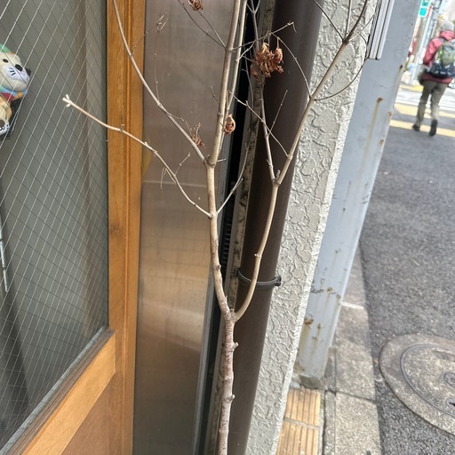 定価12万紅葉の観葉植物