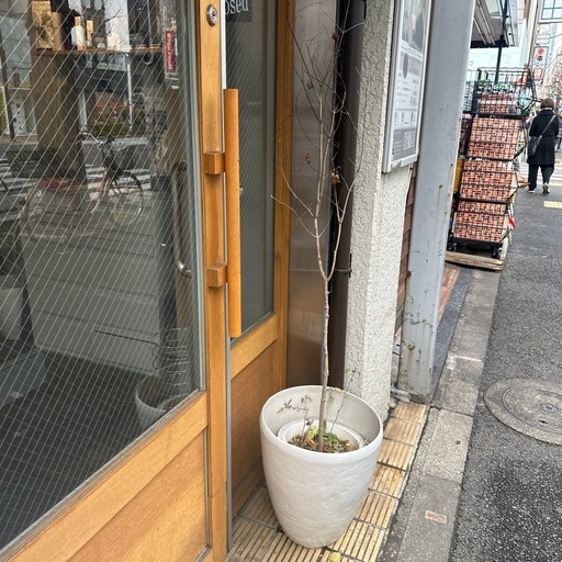 定価12万紅葉の観葉植物