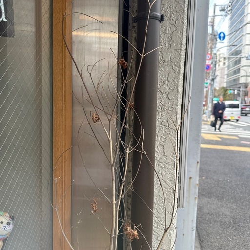 定価12万紅葉の観葉植物