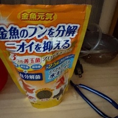 金魚3匹　水槽などセットの画像