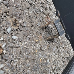 スーリー　ルーフラック　キャリアの画像