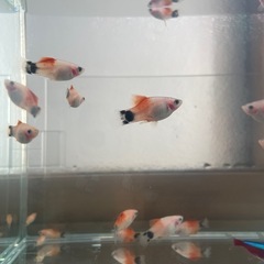 ハイフィンレットバックプラティの画像