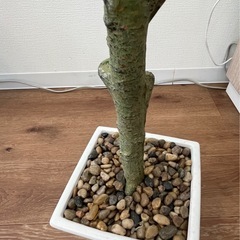 インテリアグリーン 観葉植物の画像