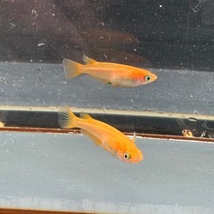 メダカ  紅帝 2ペアの画像