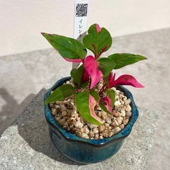 イレシネ・ピンクファイヤーの画像