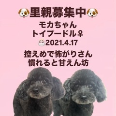 里親募集中☆モカちゃん