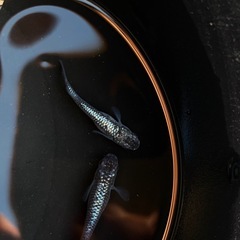 クロノス　1ペアの画像