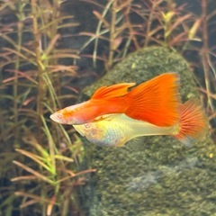 RREAフルレッドグッピー 稚魚1匹 赤い目 真紅のボディー　国産グッピー リアルレッドアイアルビノフルレッド  の画像