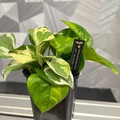 【観葉植物】✨2品種入り！✨ポトスエンジョイ&ポトスグローバル寄せ植え　カッコイイタグ付の画像