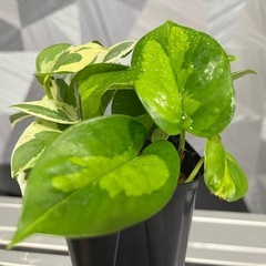 【観葉植物】✨2品種入り！✨ポトスエンジョイ&ポトスグローバル寄せ植え　カッコイイタグ付の画像