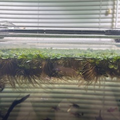 浮草　サルビニア　ククラータ の画像