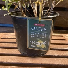 観葉植物🪴オリーブ②🫒の画像