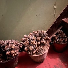 岩ヒバ（鉢植え）30〜40鉢 まとめて無料の画像