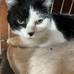 【とにかくゴロゴロ】ネフェル　メス　4歳